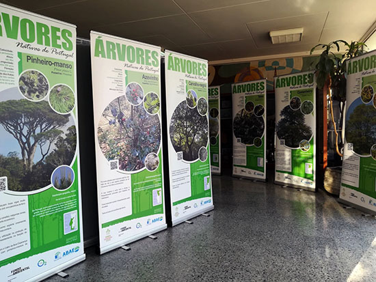 AN arvores