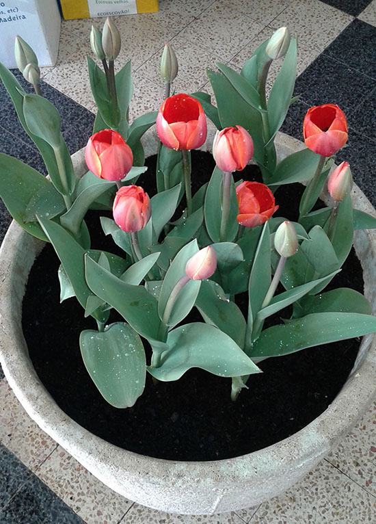 AN tulipas21