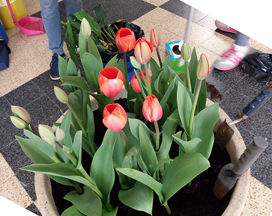 AN tulipas3