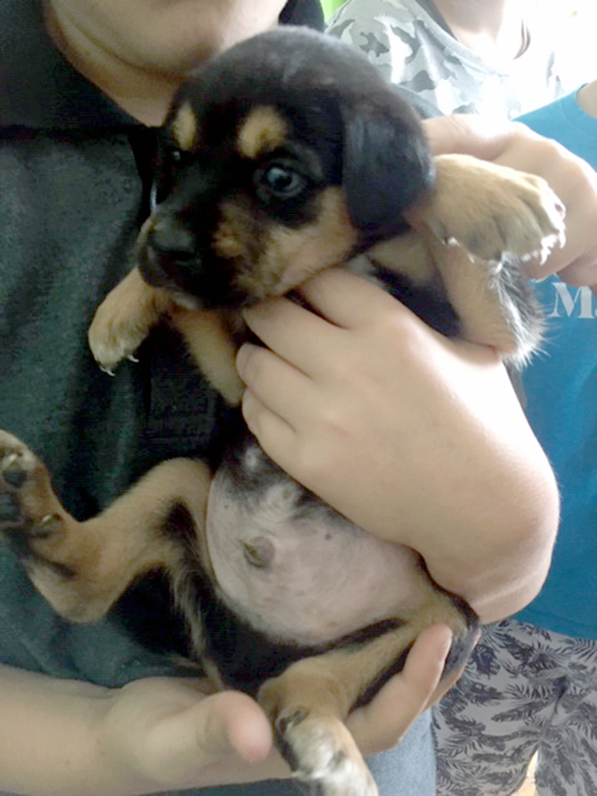 6C Cachorro
