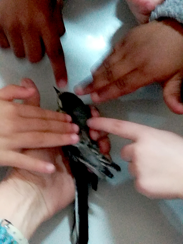 AN pássaro
