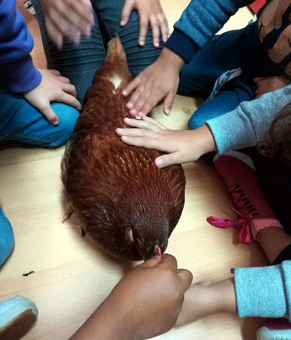 dia do animal1