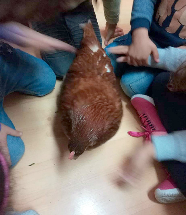 dia do animal2