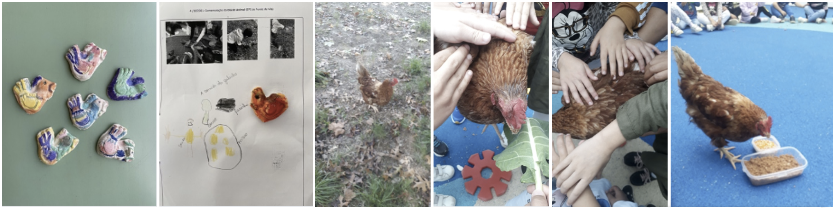 dia animal FV1