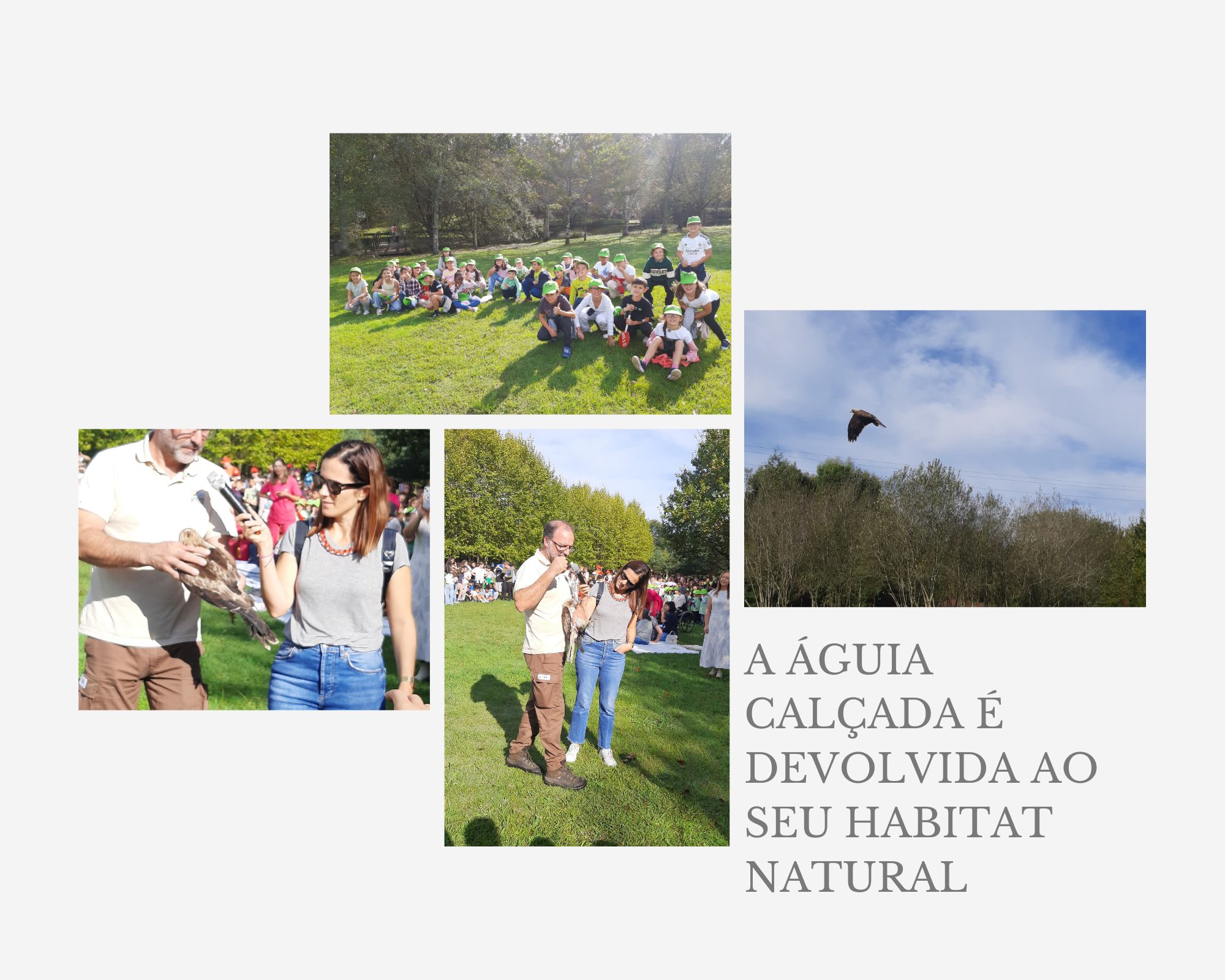 aguia colagem